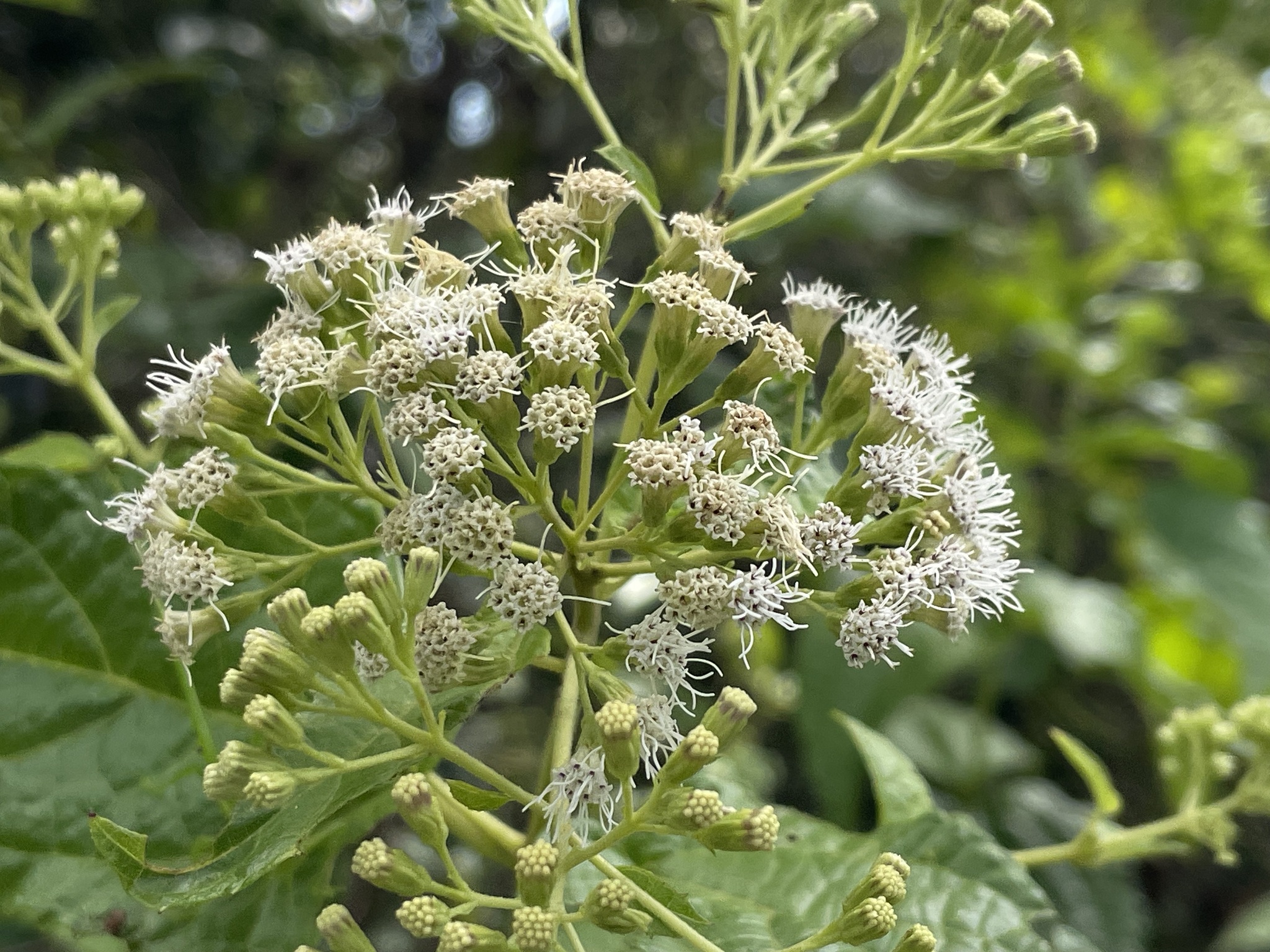 Koanophyllon polyodon