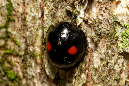 Twice-stabbed Lady Beetle