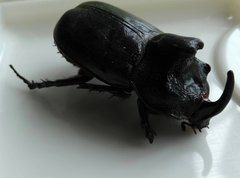 Trichogomphus mongol