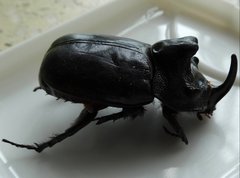 Trichogomphus mongol