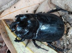 Trichogomphus mongol