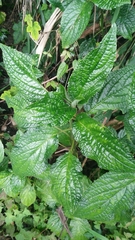 Paraphlomis javanica