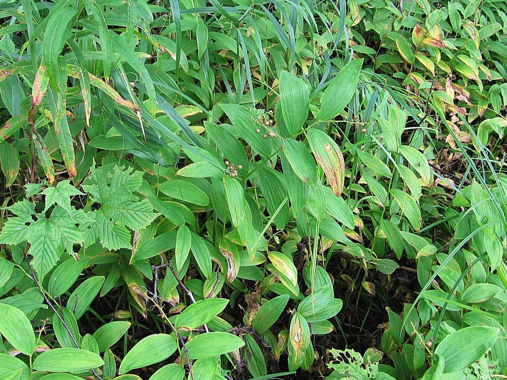 Maianthemum dahuricum