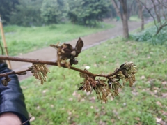Parrotia subaequalis