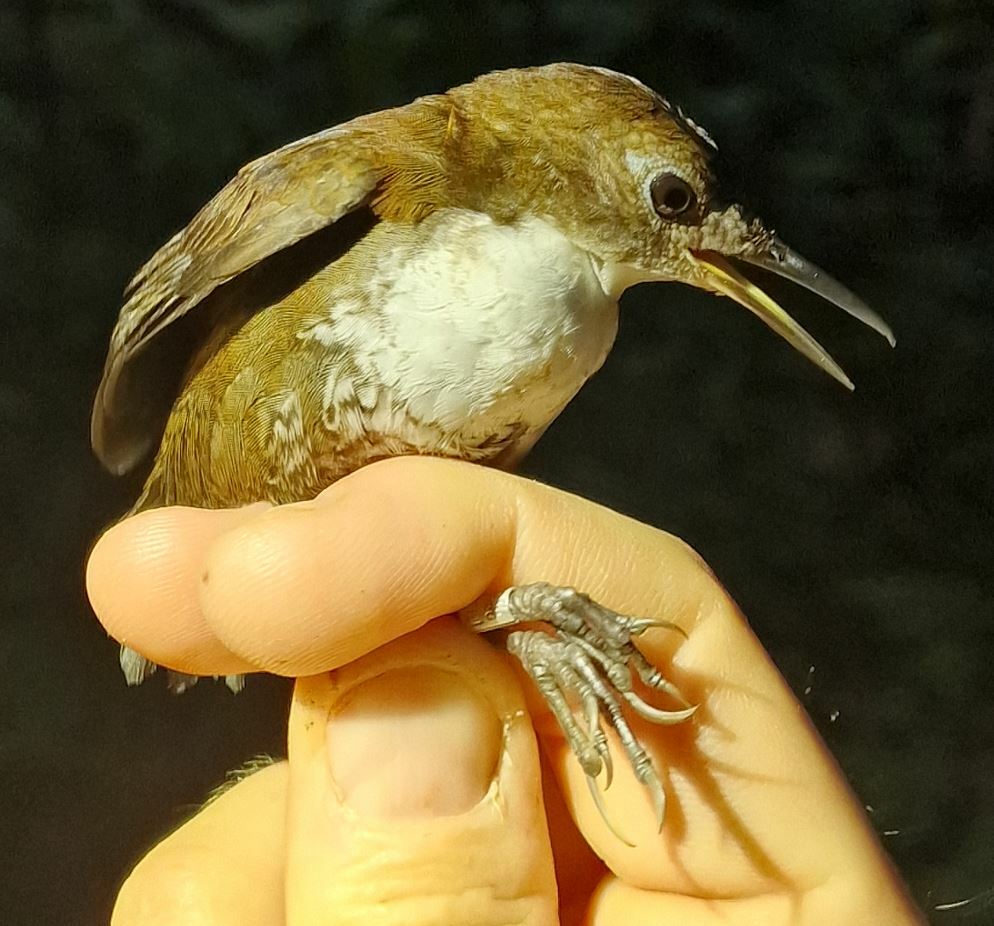 Southern Nightingale-Wren (Microcerculus marginatus), photo 3