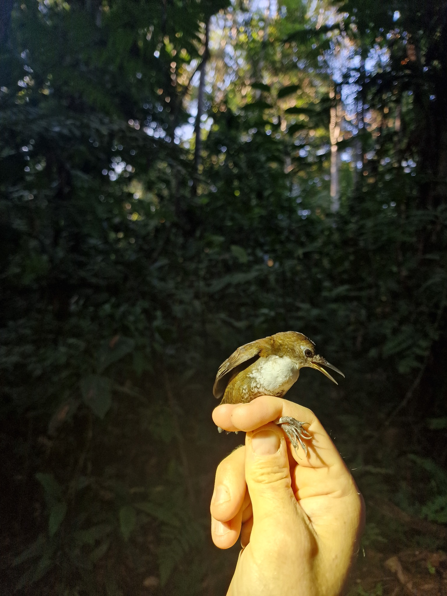 Southern Nightingale-Wren (Microcerculus marginatus), photo 4