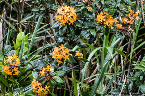 Rhododendron macgregoriae