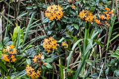 Rhododendron macgregoriae