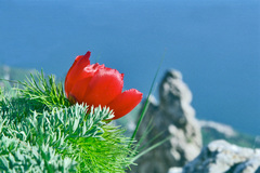 Paeonia tenuifolia