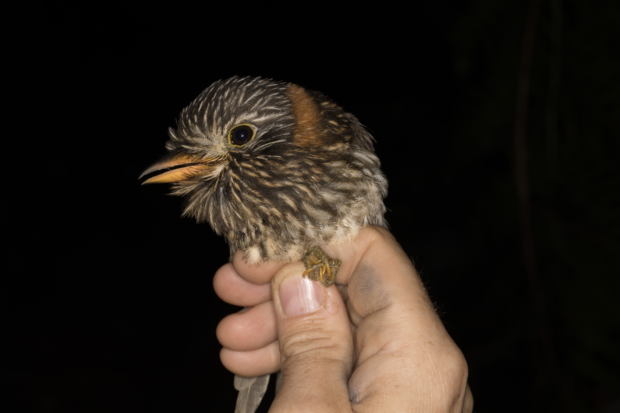 Semicollared Puffbird (Malacoptila semicincta), photo 2