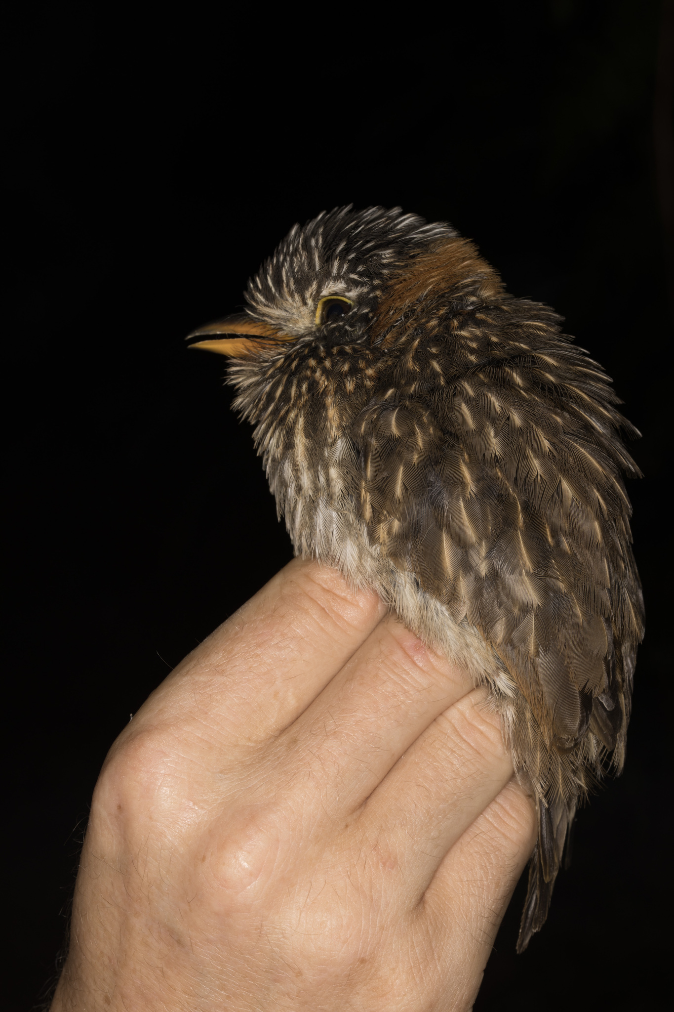 Semicollared Puffbird (Malacoptila semicincta), photo 3