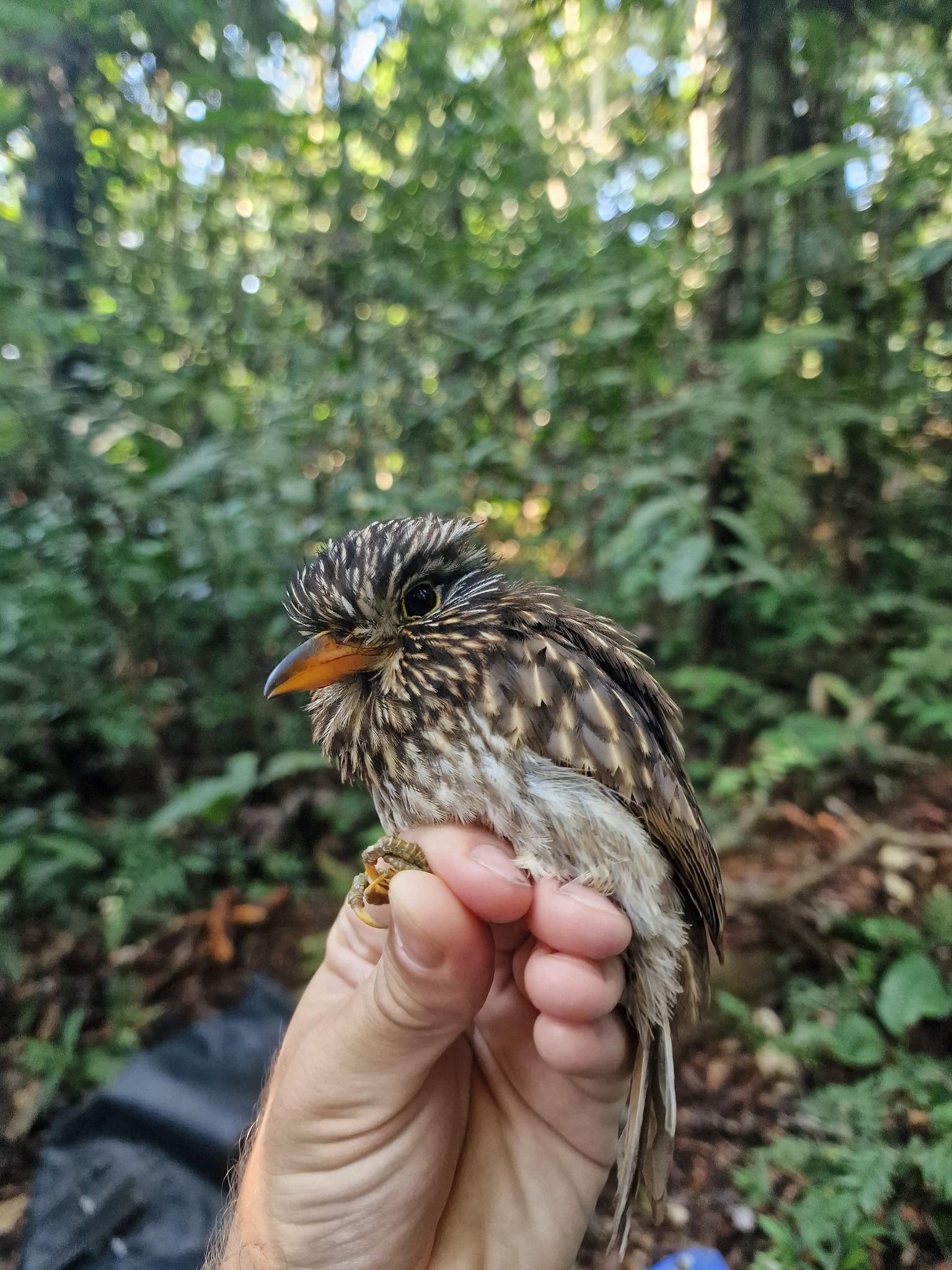 Semicollared Puffbird (Malacoptila semicincta), photo 4