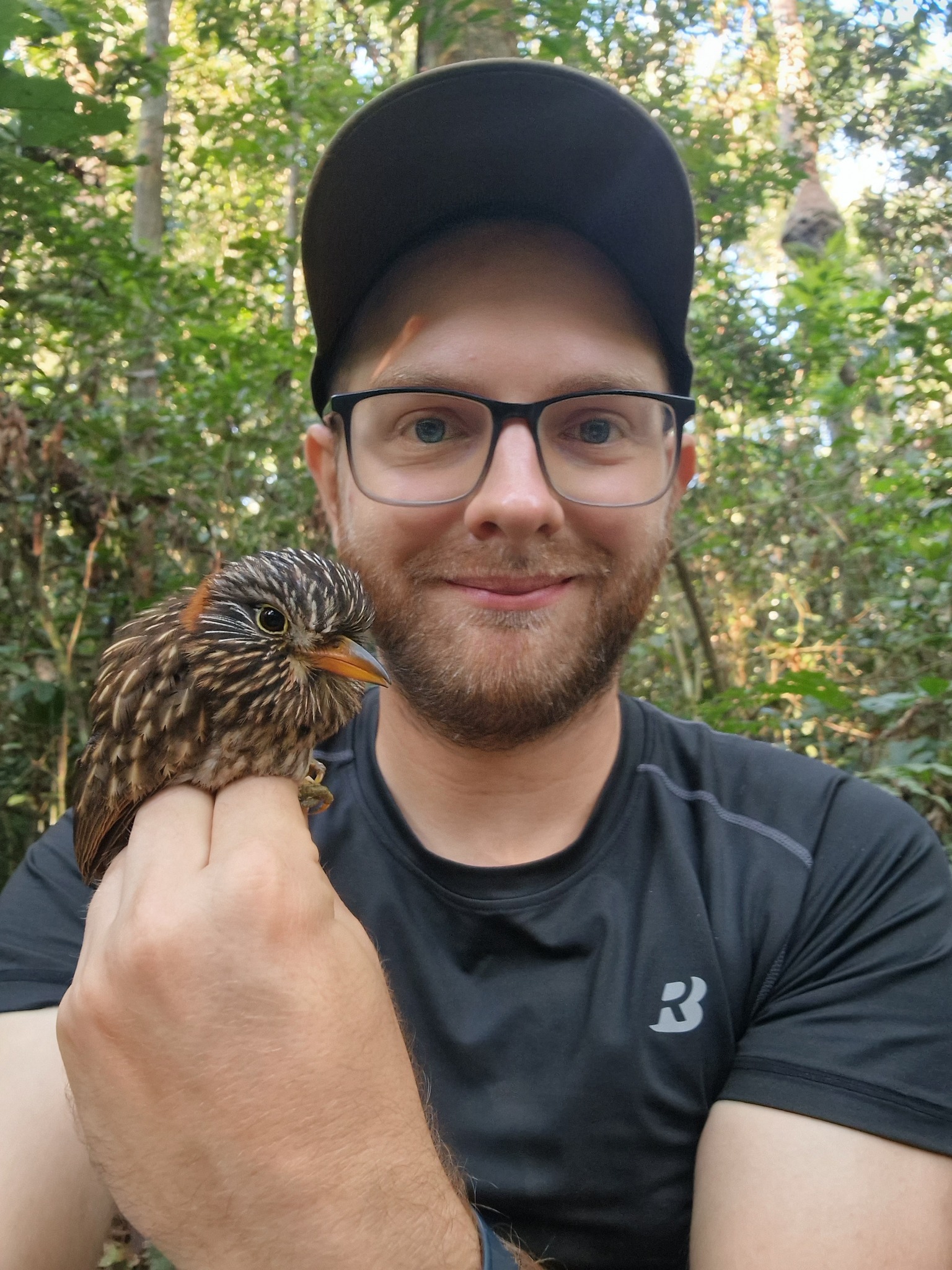 Semicollared Puffbird (Malacoptila semicincta), photo 5