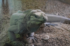 Cyclura