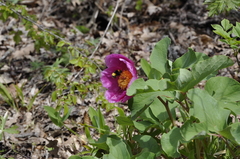 Paeonia daurica