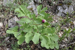 Paeonia daurica