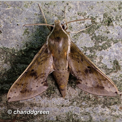 Rhagastis albomarginata