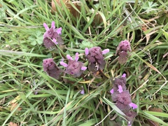 Lamium purpureum
