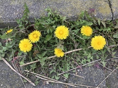 Taraxacum officinale