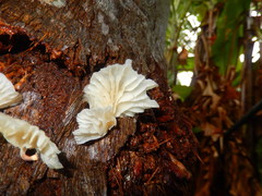 Marasmiellus inoderma