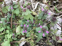 Lamium purpureum