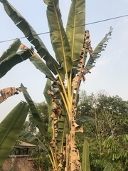 Musa balbisiana