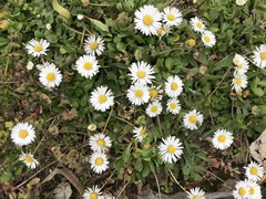Bellis perennis