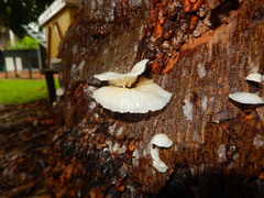 Marasmiellus inoderma