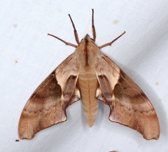 Coequosa australasiae