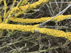 Xanthoria parietina