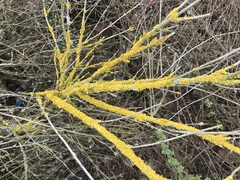 Xanthoria parietina