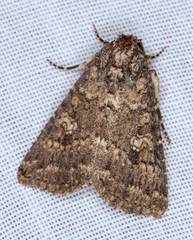 Condica aroana