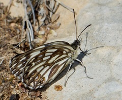 Melanargia occitanica