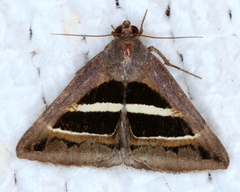 Grammodes occulta