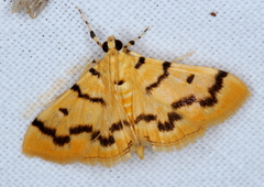 Dichocrocis clytusalis