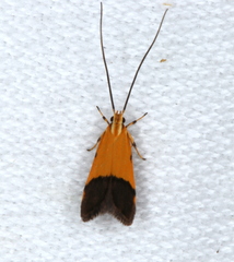 Crocanthes micradelpha