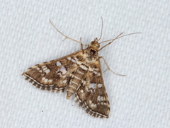 Sameodes iolealis