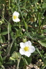 Fragaria viridis campestris - Photo (c) cambala, some rights reserved (CC BY-NC)