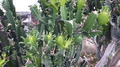 Euphorbia antiquorum