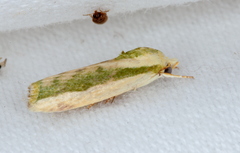 Earias huegeliana