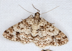 Myrioblephara desumpta