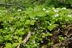 Linnaea borealis longiflora