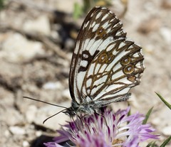 Melanargia occitanica