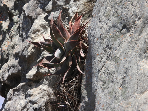 Aloe laeta, photograph 1