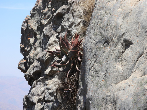 Aloe laeta, photograph 3