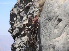 Aloe laeta, photograph (c) amantedarmanin, some rights reserved (CC BY)