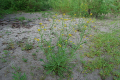 Rorippa barbareifolia