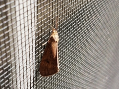 Virbia opella