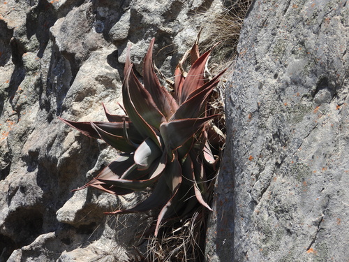 Aloe laeta, photograph 2