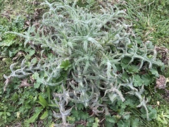 Cirsium vulgare